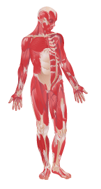 musclebodyillustration